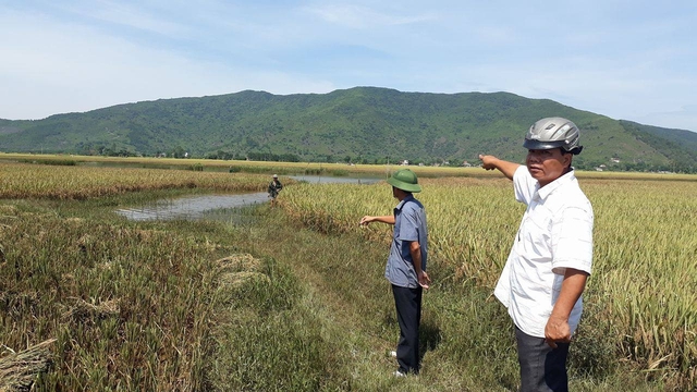 Cánh đồng thôn Đông Cao bị ngập nước. Ảnh: N.Hưng