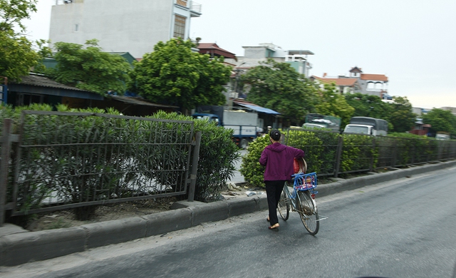 Thản nhiên dắt xe đạp qua những lối sang đường tự phát.