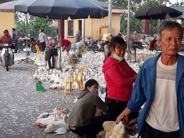 Tình trạng buôn bán lộn xộn dẫn đến việc khách hàng không biết đâu là gà, vịt đã qua kiểm dịch.