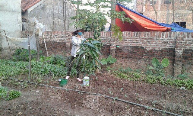 Dù mất một bên chân nhưng chị Hường vẫn chăm chỉ trong việc chăn nuôi và trồng rau.