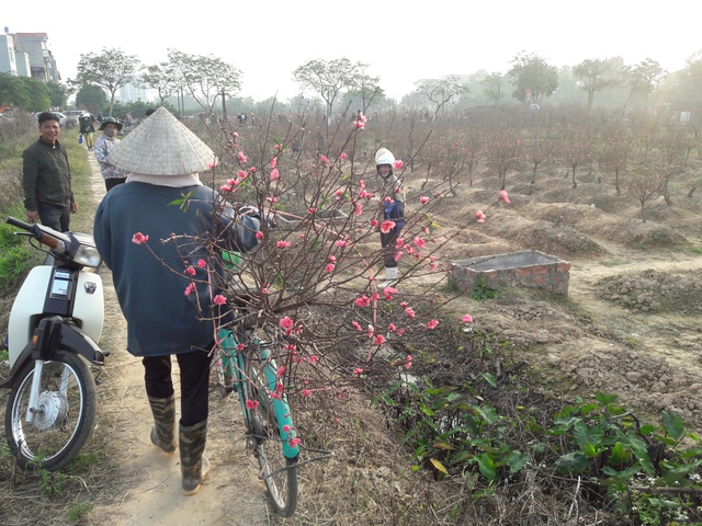 
Do thời tiết nắng nóng nên đào nở bung gần hết.
