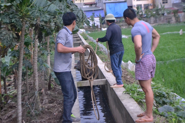 
Tại cánh đồng thuộc xã Tân Hương, chú trâu này đã bị bắt hụt tháo chạy và hung hăng hơn
