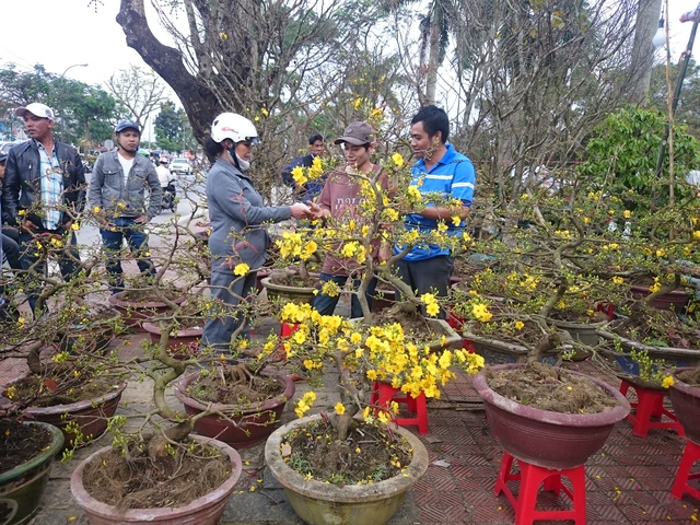 
Chợ Hoa xuân tại Huế hút khách từ những ngày đầu mở cửa.
