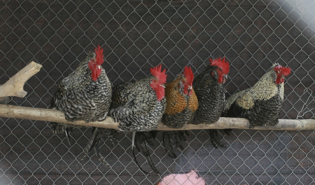 Giống gà Phượng Vũ có xuất xứ từ Malaysia.