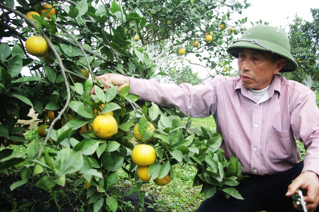 
Từng quả cam trên cây đều được chủ vườn cam kiểm tra kỹ lưỡng trước khi giao cho khách hàng
