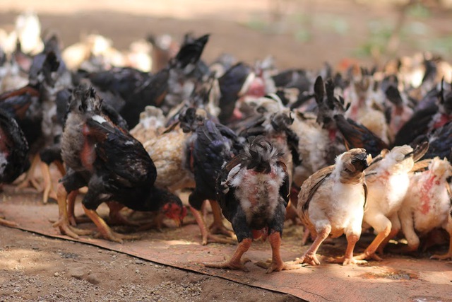 Gà Móng ở xã Tiên Phong, huyện Duy Tiên (tỉnh Hà Nam) chắc hẳn không phải cái tên quá xa lạ trong giới nuôi gà cả nước. Đây là giống gà đầu tiên được ghi vào Sách Đỏ Việt Nam năm 2003. Sở dĩ gọi là gà Móng vì gắn với địa danh trước kia của xã. Mặc dù được liệt vào sách “quý hiếm” nhưng loại gà này được người dân xã Tiên Phong nuôi phổ biến và là loài vật duy nhất không bị cấm nuôi, buôn bán, vận chuyển theo quy định pháp luật.