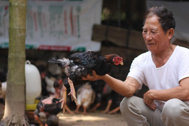 Được liệt vào Sách Đỏ nhưng loại gà này được người dân Tiên Phong nuôi phổ biến và duy nhất là loài vật không bị cấm nuôi, buôn bán, vận chuyển theo quy định về bảo tồn theo cách mới. Vì thế xã Tiên Phong nhiều năm trở lại đây ngày càng nhân rộng giống gà quý hiếm này.