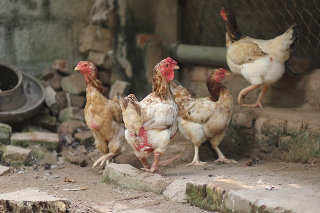Theo tìm hiểu, năm nay, giá gà Móng ngày thường khoảng 120 - 150 nghìn đồng/kg, dịp gần Tết giá có thể lên khoảng 180 nghìn đồng/kg. Người dân địa phương cũng cho biết, hầu hết gà đều được đặt hàng trước Tết khoảng 2 tháng.