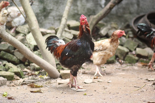 
Gà Móng là giống gà cổ thuần chủng, chân to, có thân hình giống gà Hồ (Bắc Giang), chất lượng thịt ngon như gà Đông Tảo (Hưng Yên).
