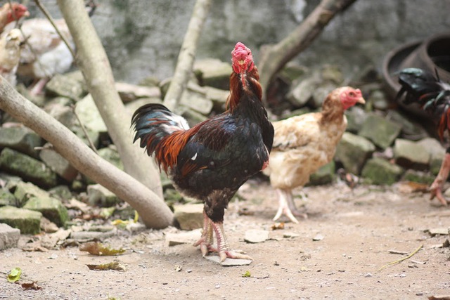 Gà Móng là giống gà cổ thuần chủng, chân to, có thân hình giống gà Hồ (Bắc Giang), chất lượng thịt ngon như gà Đông Tảo (Hưng Yên).