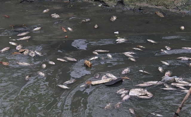 
Đến sáng 27/2, tình trạng cá chết nổi bồng bềnh trên kênh vẫn còn.
