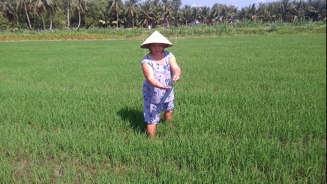 
Mảnh ruộng bị kẻ lạ chơi xấu
