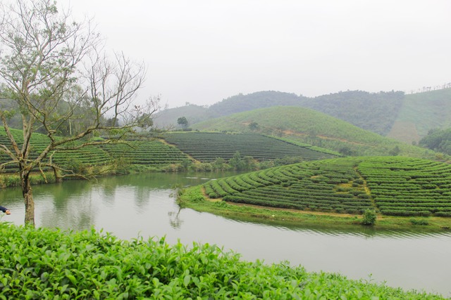 
Dọc đường mòn Hồ Chí Minh, đến địa phận xã Thanh An (huyện Thanh Chương), du khách có thể rẽ vào khoảng 200m để đến với đảo chè. Từ đây, chỉ cần khoảng 10 phút ngồi thuyền máy, du khách có thể đặt chân lên những “ốc đảo” chè giữa trung tâm đập nước Cầu Cau. Đây cũng là cách duy nhất để đặt lên những đảo chè xanh mơn mởn, soi bóng xuống lòng hồ tĩnh lặng không một gợn sóng, được nhiều người ví như “Hạ Long của xứ Nghệ”.
