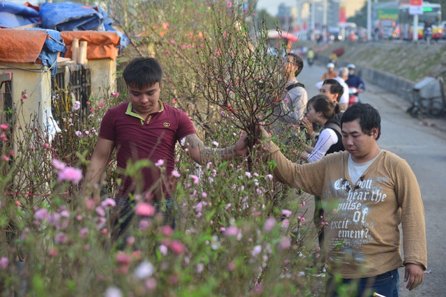
Mặc dù còn gần một tháng nữa mới đến Tết nhưng những ngày này khắp các chợ hoa nổi tiếng ở Hà Nội, hoa đào đã được bày bán. Người trồng hoa cho biết, năm nay họ phải bán vội không sợ sẽ mất trắng.

