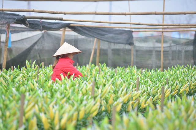 
Làng Tây Tựu được coi là vựa hoa tươi lớn nhất nhì của Thủ đô. Tại đây, giống hoa ly nhập ngoại là một trong những cây chủ lực, mang lại nhiều lợi nhuận cho các hộ trồng hoa.
