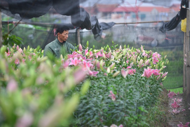 
Tại làng hoa những ngày này, không khí thu hoạch hoa đang rất khẩn trương. Ông Nguyễn Khắc Hường (41 tuổi) cho biết nguyên nhân hoa nở sớm là do thời tiết nắng nóng thất thường, người dân không còn biện pháp nào để “hãm” cho hoa nở chậm lại. Cách duy nhất là cắt hoa rồi để nhà lạnh. Tuy nhiên, nhà lạnh cũng chỉ chứa được số lượng hoa hạn chế.
