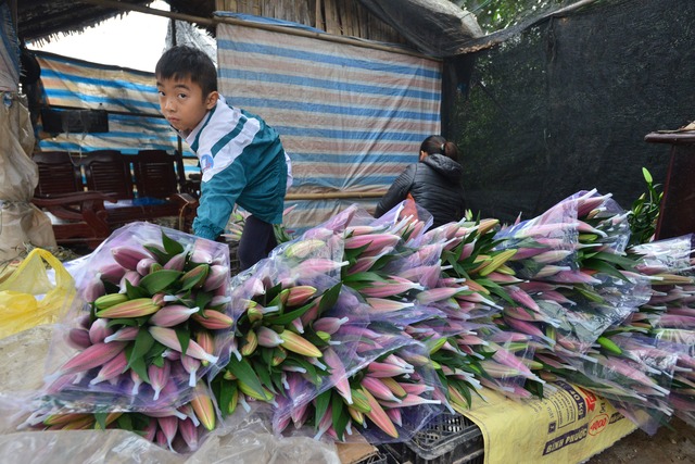 
Nhiều người dân Tây Tựu chấp nhận cắt bán những luống hoa ly nở sớm chỉ mong lấy lại được số vốn bỏ ra.
