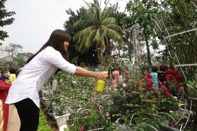 Để giữ cho hoa luôn được tươi bền, đội ngũ nhân viên liên tục tiếp nước cho hoa