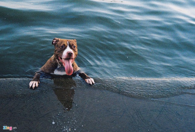 Chú chó được dịp sảng khoái trong làn nước mát bên hồ Tây.