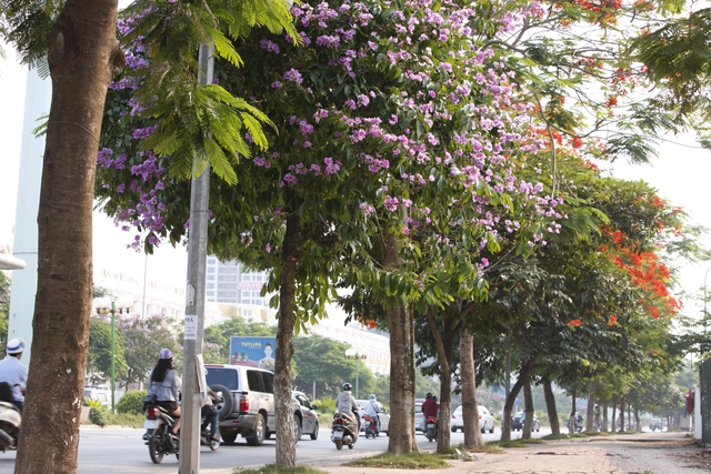 
Bằng lăng là loại cây được trồng khá nhiều ở Hà Nội.

 
