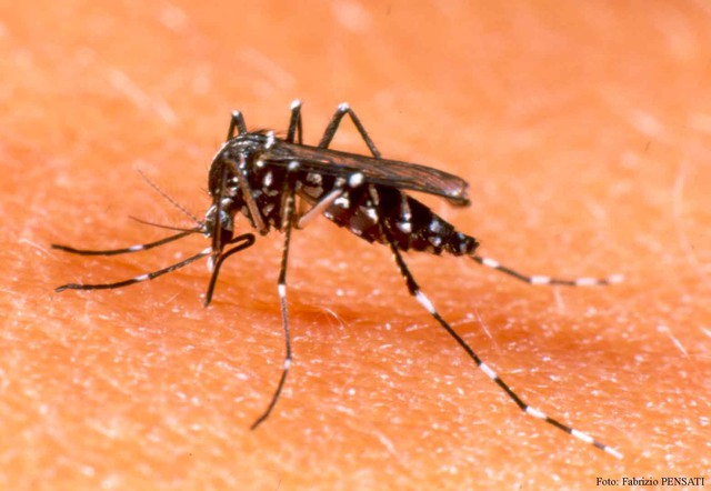 Muỗi truyền bệnh sốt xuất huyết là loại muỗi vằn khoang trắng - đen
