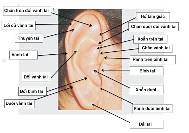 
Nhiều nhà khoa học cũng khẳng định, trên vành tai có hơn 100 huyệt liên quan đến bệnh tật. Ảnh minh họa.
