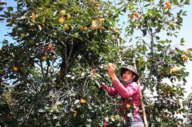 Hồng sấy kiểu Nhật nửa triệu đồng một kg