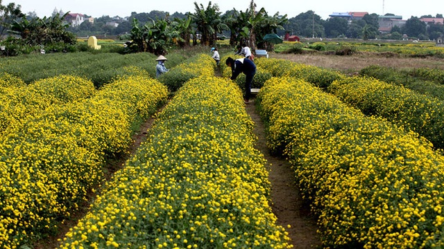 Từ giữa tháng 11 hàng năm, cánh đồng thôn Nghĩa Trai như được nhuộm vàng rực rỡ bởi những luống hoa cúc chi.