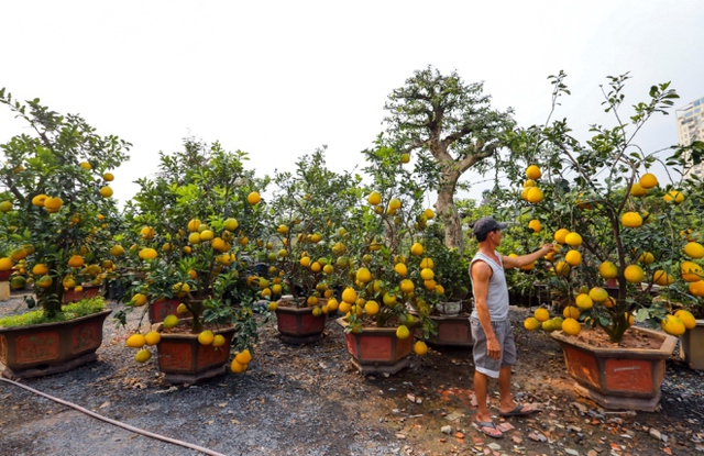 

 

Những cây bưởi chi chít trái vàng ươm được chủ vườn cho bày bán ngay vỉa hè để thu hút du khách.

 



 

Để có cây bưởi Diễn đẹp thì phải nhập hàng từ đầu tháng Chạp. Ở miền Nam chưa thể trồng được giống này. Theo ông Hai, quá trình vận chuyển nếu không đúng kỹ thuật, cây dễ bị chết hoặc rụng trái.

 



 

Những cây bưởi quả càng to, vàng, nhiều chùm thì giá lại càng cao. Ngoài ra, gốc to đẹp cũng là yếu tố quyết định giá cả. Thông thường, mỗi cây có 50-90 quả bưởi.

 



 

Bưởi Diễn có thể ghép nhiều quả có loại múi khác nhau. Cây bưởi bình thường ra trái chỉ đạt 30-50 quả, còn cây cấy ghép thì có thể lên đến cả trăm quả.

 



 

Những chậu bưởi Diễn có gốc trung bình 10-15 năm tuổi. Tuổi càng cao thì giá trị cây càng đắt, giá bán dao động 10-25 triệu đồng mỗi cây.

 



 

Hai cây này cao khoảng 3m, có tuổi đời 15 năm được rao bán với giá 25 triệu đồng một cây. Theo ông Hai, những cây lâu năm được ghép quả nhỏ từ nửa năm trước và bứng nguyên gốc, vận chuyển vào TP HCM.

 



 

Mỗi ngày đều có nhiều khách hàng tìm đến mua cây bưởi Diễn. Những cây sai quả, gốc lớn thường được khách ưu tiên chọn lựa.

 



 

Sau một hồi ngắm, anh Nguyễn Danh Hiển (quận Thủ Đức) chỉ dám mua cây bưởi con giá vài triệu. Nhìn mấy cây lớn trĩu quả ham lắm nhưng không đủ tiền. Tôi mua cây con về trưng mấy ngày Tết rồi trồng thử, nhỡ cây không phát triển cũng đỡ tiếc, anh Hiển cho hay.

 



 

Trong vườn giờ chỉ còn vài cây 25 triệu, do khách mua từ trước đó rồi. Có khách mua rồi để lại vườn nhờ chăm sóc đến gần Tết mới mang về, ông Hai nói.

















