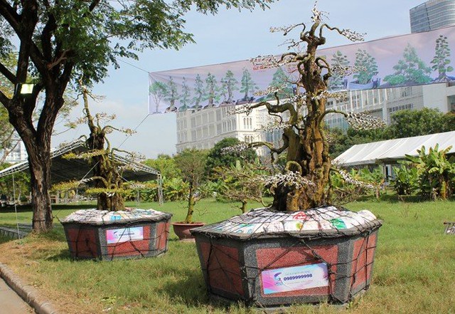 Cặp khế kiểng được rao gi&aacute; 12 tỷ đồng vừa c&oacute; mặt tại chợ hoa Ph&uacute; Mỹ Hưng.
