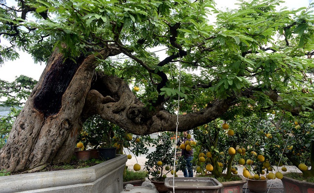Tại vườn kiểng của nghệ nh&acirc;n Nguyễn Thanh B&igrave;nh, ngụ quận Thủ Đức, TPHCM, c&oacute; một c&acirc;y me đ&atilde; tồn tại &iacute;t nhất 1 thế kỷ.