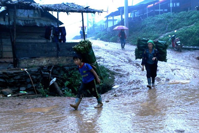 Người d&acirc;n x&atilde; Nậm C&agrave;n đi h&aacute;i l&aacute; dong rừng về b&aacute;n cho thương l&aacute;i. Ảnh: Phạm H&ograve;a.

Anh V&agrave; B&aacute; Tảnh (ở bản Huồi Nhao, x&atilde; Nậm C&agrave;n), cho biết từ đầu th&aacute;ng 12 &acirc;m lịch, nhiều thương l&aacute;i đ&atilde; đến tận nh&agrave; đặt mua l&aacute; dong số lượng lớn, với gi&aacute; 17.000-20.000 đồng/b&oacute; 100 l&aacute;, tăng gần gấp đ&ocirc;i so với năm ngo&aacute;i.

Tuy nhi&ecirc;n, thời tiết kh&ocirc;ng thuận lợi khiến l&aacute; dong năm nay c&oacute; phần khan hiếm, phải đi s&acirc;u v&agrave;o tận trong rừng mới c&oacute; l&aacute; to v&agrave; đẹp. Hơn tuần qua, hai vợ chồng anh C&ocirc; v&agrave;o rừng h&aacute;i gần 100 b&oacute; mỗi ng&agrave;y. Với gi&aacute; b&aacute;n 19.000 đồng/b&oacute;, mỗi ng&agrave;y hai vợ chồng anh Tảnh c&oacute; thể bỏ t&uacute;i gần 2 triệu đồng.




Thương l&aacute;i đ&aacute;nh xe tải v&agrave;o tận x&atilde; để mua l&aacute; dong đem về xu&ocirc;i. Ảnh: Phạm H&ograve;a. 


&ldquo;Vất vả lắm, hai vợ chồng t&ocirc;i thường thức dậy đi v&agrave;o rừng từ tờ mờ s&aacute;ng v&agrave; trở về nh&agrave; l&uacute;c trời tối mới kiếm được 100 b&oacute; l&aacute; dong. Trời mưa, lạnh nhưng gi&aacute; l&aacute; dong năm nay tăng cao đột bi&ecirc;n n&ecirc;n t&ocirc;i vẫn bảo vợ đi c&ugrave;ng để kiếm ch&uacute;t tiền mua sắm Tết&rdquo;, anh Tảnh chia sẻ.

Người n&ocirc;ng d&acirc;n n&agrave;y cũng cho biết kiếm được 1 triệu mỗi ng&agrave;y l&agrave; một số tiền lớn n&ecirc;n hơn 2 tuần qua nhiều người d&acirc;n trong bản đều nghỉ việc đi cắt l&aacute; dong.

Chị V&agrave; L&igrave;a Na (38 tuổi, ở bản Huồi Giảng 3, x&atilde; Kỳ Sơn), cho biết rất đ&ocirc;ng người d&acirc;n k&eacute;o nhau v&agrave;o rừng để &ldquo;săn&rdquo; l&aacute; dong về b&aacute;n cho thương l&aacute;i. L&aacute; dong rừng c&oacute; m&agrave;u xanh &oacute;ng, l&aacute; dai, tr&ograve;n to n&ecirc;n được b&agrave; con dưới xu&ocirc;i ưa chuộng. C&aacute;c thương l&aacute;i &ldquo;tranh gi&agrave;nh&rdquo; nhau từng b&oacute; một mỗi khi c&oacute; người đi cắt l&aacute; về.




Chị V&agrave; L&igrave;a Na đang sắp xếp lại số l&aacute; dong m&agrave; gia đ&igrave;nh vừa h&aacute;i được từ rừng về chuẩn bị b&aacute;n cho thương l&aacute;i. Ảnh: Phạm H&ograve;a.


&Ocirc;ng V&agrave; B&aacute; D&igrave; - Ph&oacute; chủ tịch UBND x&atilde; Nậm C&agrave;n cho biết từ đầu th&aacute;ng 12 &acirc;m lịch c&aacute;c thương l&aacute;i đ&atilde; đưa &ocirc;t&ocirc; tải về tận x&atilde; để mua l&aacute; dong. B&igrave;nh qu&acirc;n cứ 3 ng&agrave;y lại c&oacute; một xe chở đầy l&aacute; dong về xu&ocirc;i. Kh&ocirc;ng chỉ người lớn m&agrave; nhiều trẻ em cũng theo người lớn v&agrave;o rừng h&aacute;i để kiếm th&ecirc;m thu nhập.

Theo Zing

