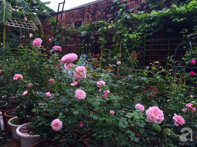 Khu vườn xinh xắn với đủ các loài hồng ngoại.