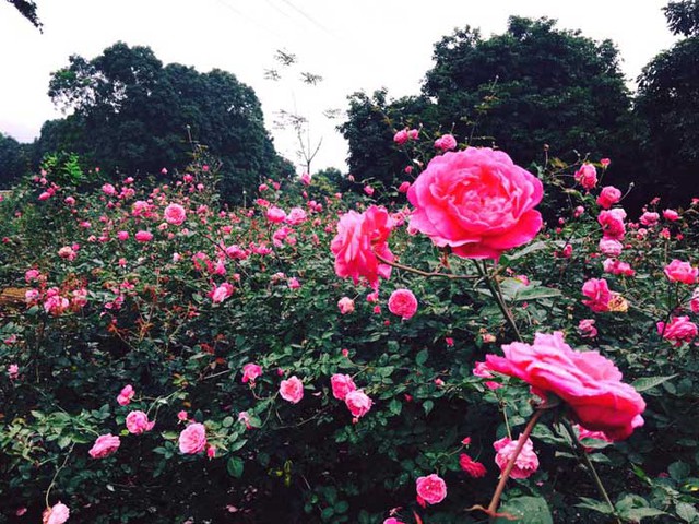 Hoa hồng đang đua nhau nở trong vườn hồng của chị Hằng Karose