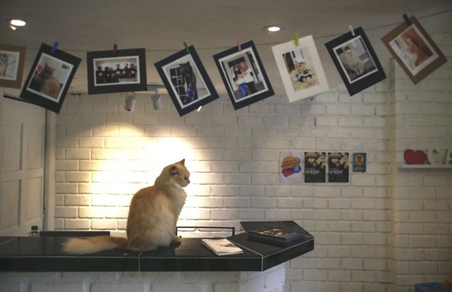 Catzonia tại Damansara, gần Kuala Lumpua, Malaysia, là khách sạn 5 sao dành riêng cho mèo đầu tiên trên thế giới.