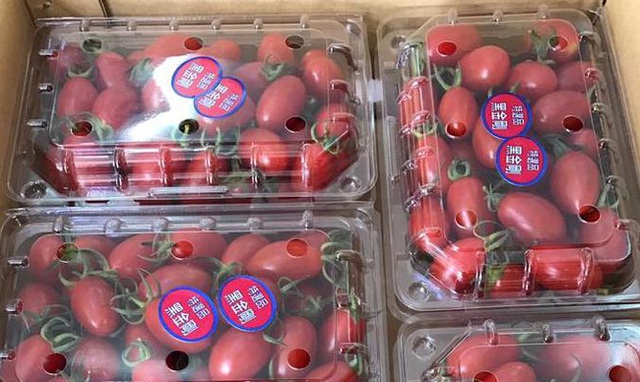 
Cà chua bi Đài Loan đang được bán với giá nửa triệu đồng/kg vẫn hút khách.
