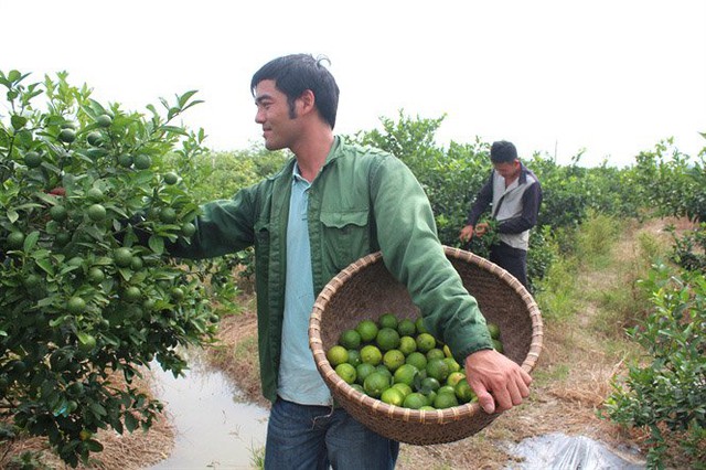 Chàng cử nhân ngoại thương Nguyễn Văn Đoàn đang thu hoạch chanh 4 mùa. Nhờ trồng chanh và táo ngọt, mỗi năm anh có thu nhập hàng trăm triệu đồng. Riêng năm nay dự tính, số tiền thu nhập sẽ lên tới 1 tỷ đồng.