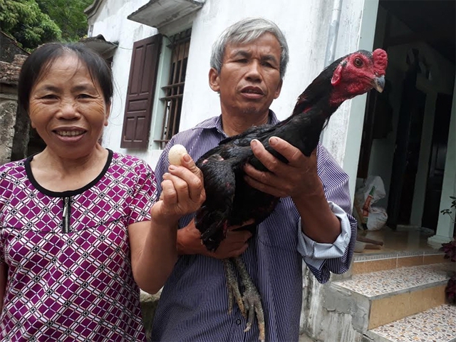 Vợ chồng ông Hồ Văn Nghệ bên chú gà trống đẻ trứng. Ảnh Thạch Văn.