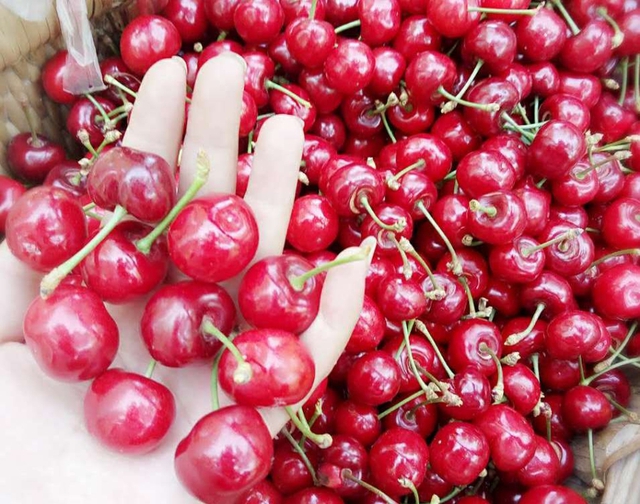 Giá của cherry Trung Quốc chỉ khoảng 90.000 đồng/kg