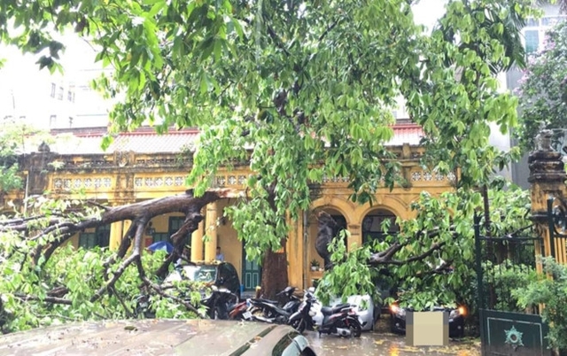 Một cây xanh bị đổ cành đè lên ôtô tại ngõ 178 Tây Sơn. Ảnh: Otofun. 