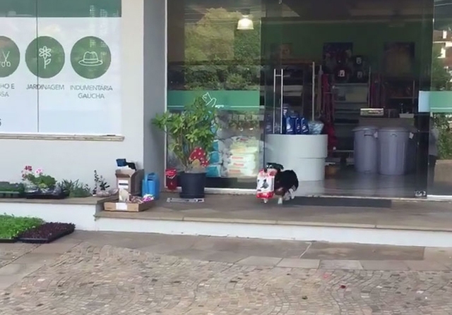
Chó Pituco một mình đi đến cửa hàng thú y để mua thức ăn.
