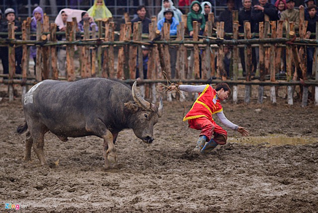 
Tại lễ hội chọi trâu Phúc Thọ (Hà Nội) năm 2015, nhiều trâu thua trận đã lao thẳng vào các chủ trâu vì khi đối thủ thua trận bỏ chạy, trâu thắng cuộc vẫn hung dữ đuổi theo. Giải pháp bịt mắt là một trong những phương pháp hiệu quả để bắt trâu lại của nhiều chủ trâu.
