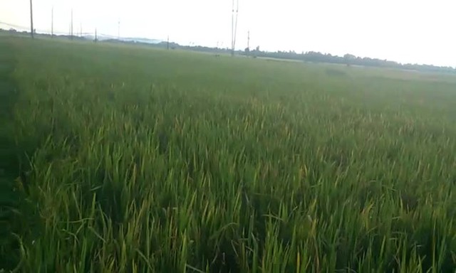 C&aacute;nh đồng l&uacute;a nơi ph&aacute;t hiện 2 anh em chết. Ảnh: &Aacute;i Loan.