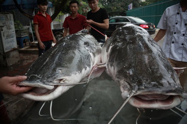 
Cặp thủy quái cá lăng giá gần 300 triệu đồng thu hút đại gia Hà Thành.
