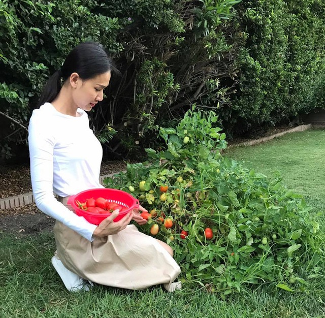 
Trong một số hình ảnh mới đăng tải trên trang cá nhân, Dương Mỹ Linh khoe ảnh cô đang thu hoạch cà chua trong vườn nhà.
