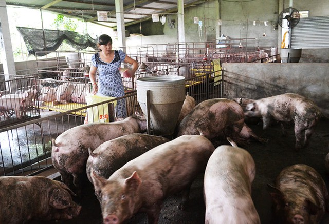 Một hộ chăn nuôi heo thịt ở Đồng Nai. Ảnh: Ngọc An.