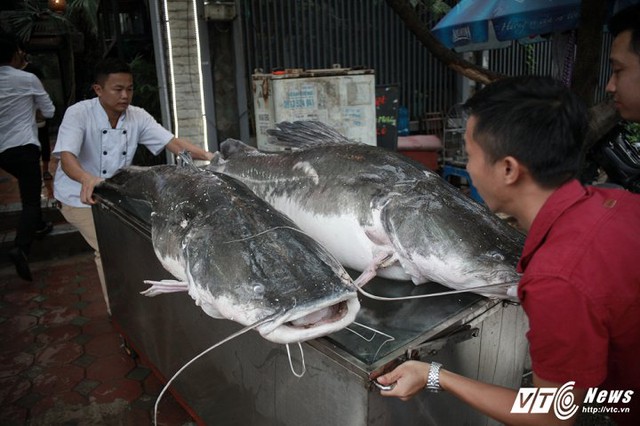 Hai con cá lăng có trọng lượng khủng 100 kg được anh Thái mua từ Campuchia về Việt Nam.