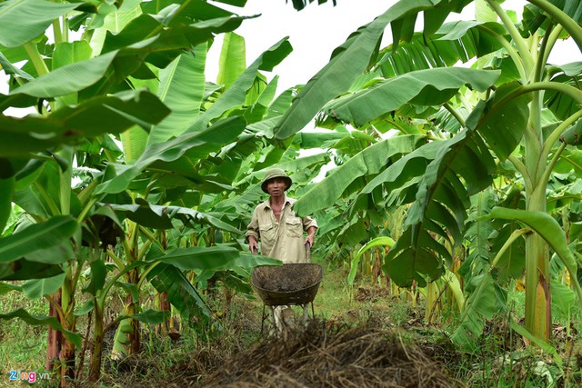 Vài năm gần đây, người dân các huyện Khoái Châu, Kim Động (Hưng Yên), Phú Xuyên (Hà Nội) chuyển đất bãi ven sông Hồng từ trồng ngô sang trồng chuối với diện tích lên đến vài trăm ha.