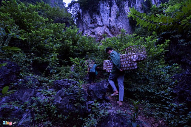 Vào mua na, mỗi ngày từ 4h sáng, chị Triệu Thị Hạnh cùng chồng mang quang gánh lên núi để hái 500 gốc na. Do đã quen với địa hình nên chị chỉ mất khoảng 20 phút để đến nơi.