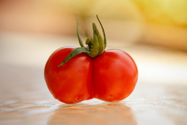 Ra chợ có lật tung cả rổ cà chua bạn cũng khó lòng tìm được trái nào sinh đôi một cặp như thế này.